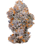 Biscotti (Exclusive Collection)